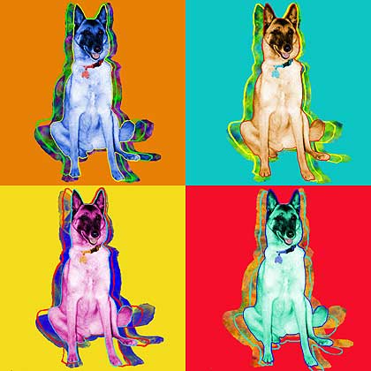 Belgian Malanois pop art