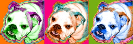 bulldog pop art