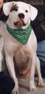 american bulldog photo
