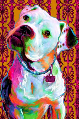 american bulldog 