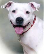 american bulldog picture