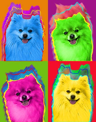 pomeranian dog art