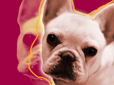 french bulldog pictures