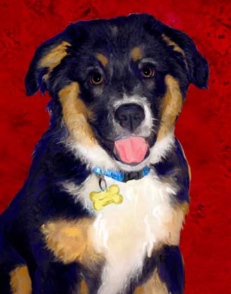 australian shepherds
