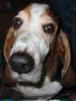 basset hound picture