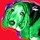 basset hounds