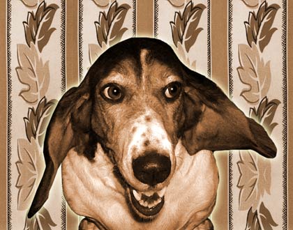 Bassett Hound