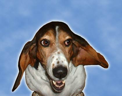 Bassett Hound