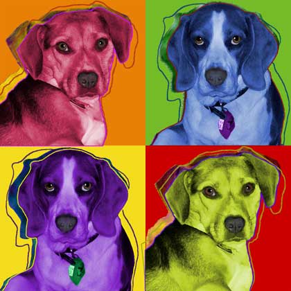 beagles