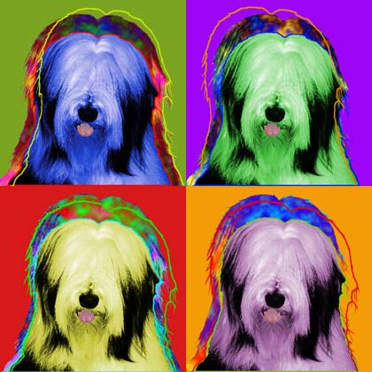bearded collie art