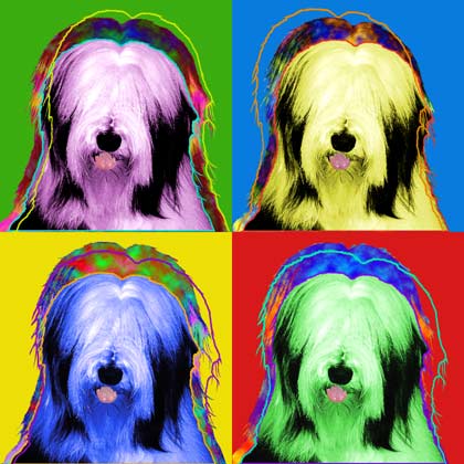 beardedcollie_art3.jpg