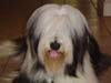 bearded collie