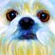 maltese portrait