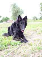 belgian sheepdog picture
