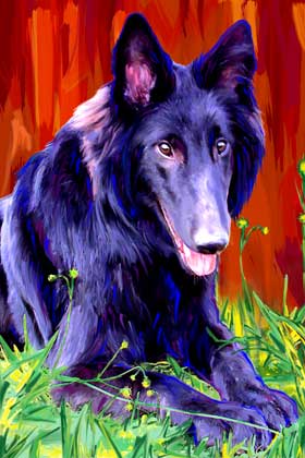 belgian sheepdog art