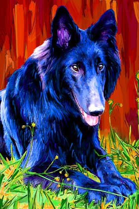 belgian sheepdog portrait