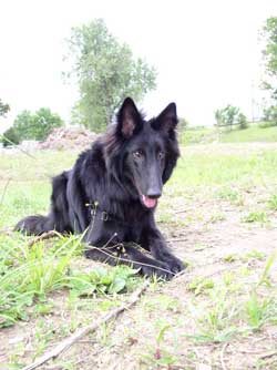 belgian sheepdog pictures