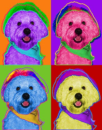soft coated wheaten terrier