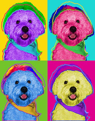 soft coated wheaten terrier