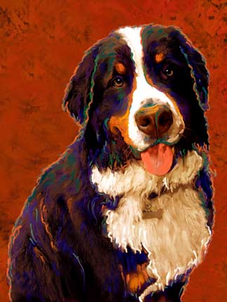 bernese mountain dog