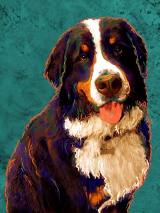 bernese mountain dog