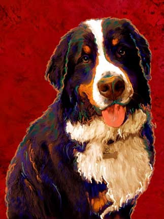 bernese mountain dog