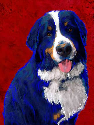 bernese mountain dog