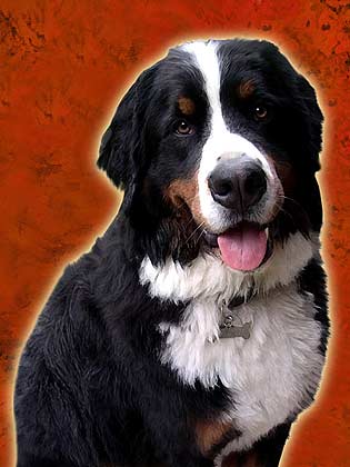 bernese mountain dog