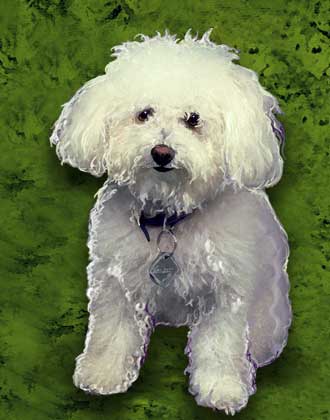 bichon Frise