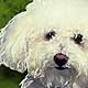 bichon frise