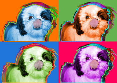 shi tzu pictures