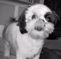 shi tzu picture