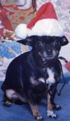 chihuahua picture
