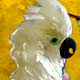 original bird art
