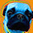 pug