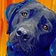 black lab