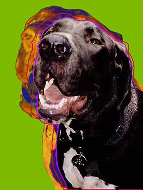 black great dane