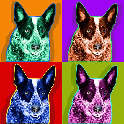 blue heeler