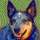 blue heeler