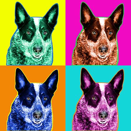 blue heeler