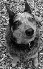 blue heeler photo