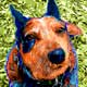 blue heeler portrait