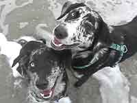 dog snapshots
