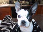 boston terrier photo