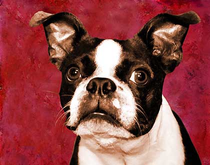 boston terrier