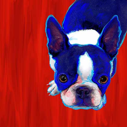 boston terriers