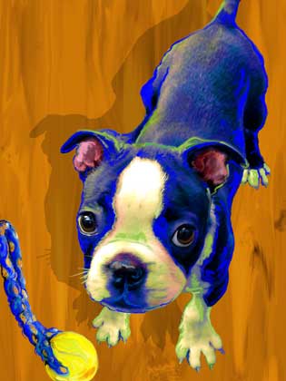 boston terrier puppy