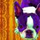 boston terrier art