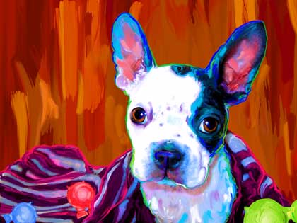 boston terrier portrait