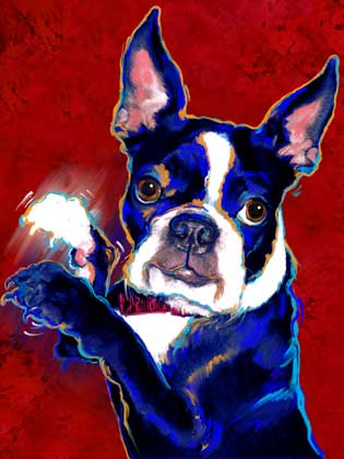 boston terrier portrait